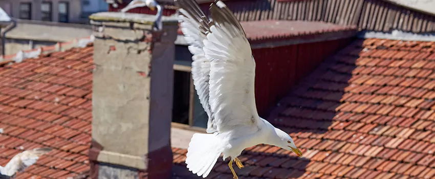 Residential Chimney Animal Removal Solution in Whitby, ON